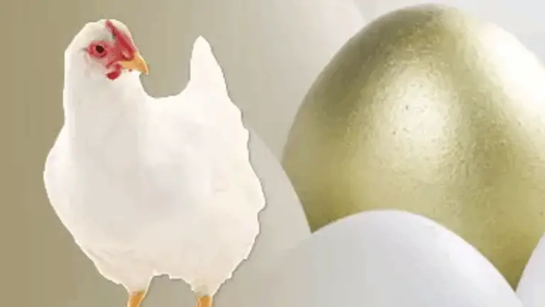 ERRORES QUE COMPROMETEN LA PRODUCCIÓN DE HUEVOS 🐔