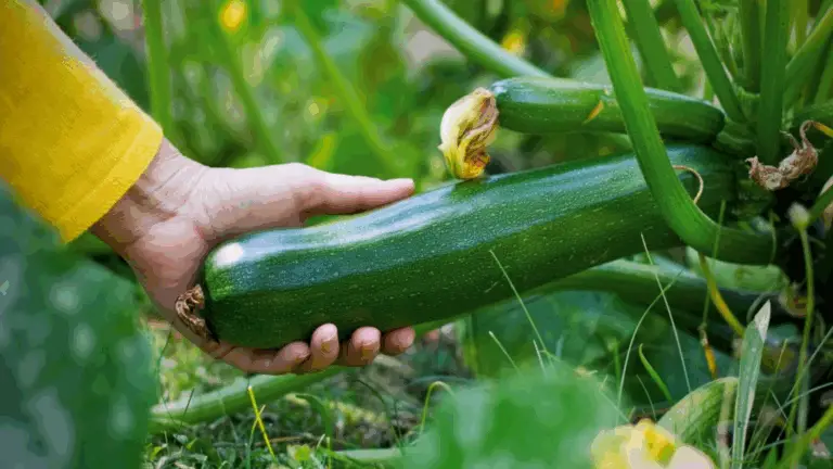 DESCUBRE CÓMO CULTIVAR ZUCCHINIS MÁS FÁCIL, RÁPIDO Y EFICIENTE: ¡NO TE LO PIERDAS!