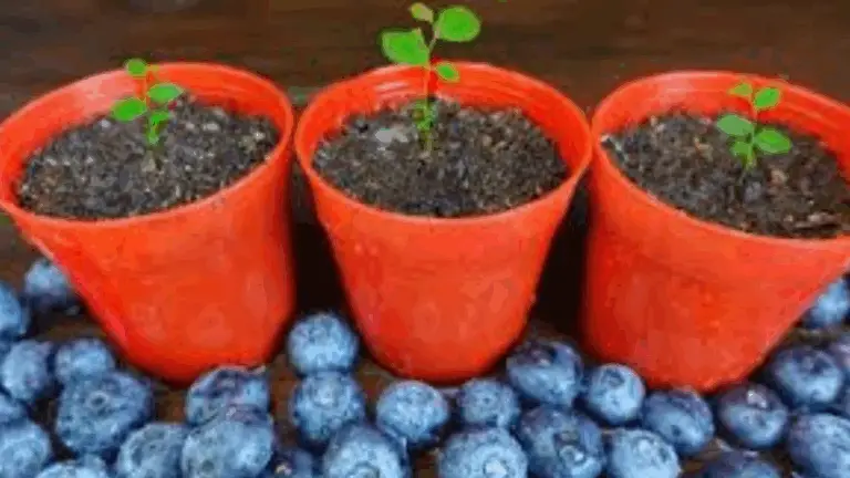 CÓMO CULTIVAR ARÁNDANOS EN CASA