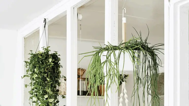 GUÍA INDISPENSABLE PARA CUIDAR LAS PLANTAS COLGANTES EN INTERIOR