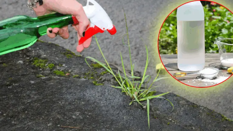 HERBICIDA CASERO EFECTIVO: ¡FÁCIL, ECONÓMICO Y NATURAL!