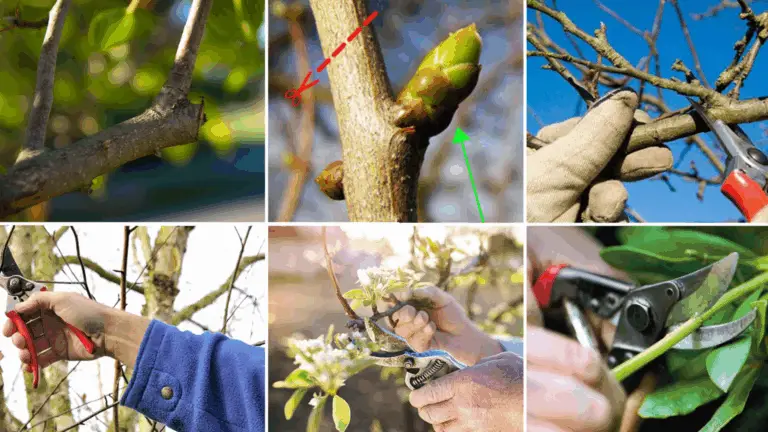 CÓMO PODAR UN ÁRBOL FRUTAL RECIÉN PLANTADO: GUÍA PASO A PASO