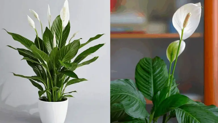 LILLY DE LA PAZ RAYONNANTE CON ESTA ASTUCIA CASERA