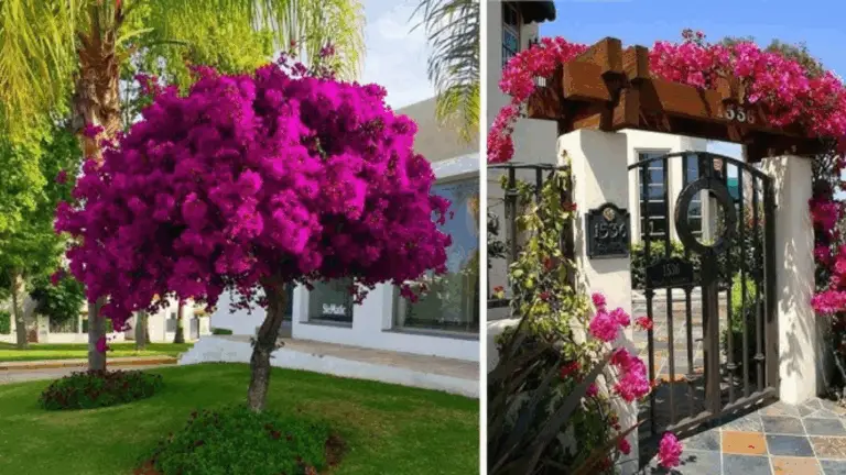 Tipos de Buganvilia para Cultivar y Decorar Tu Hogar