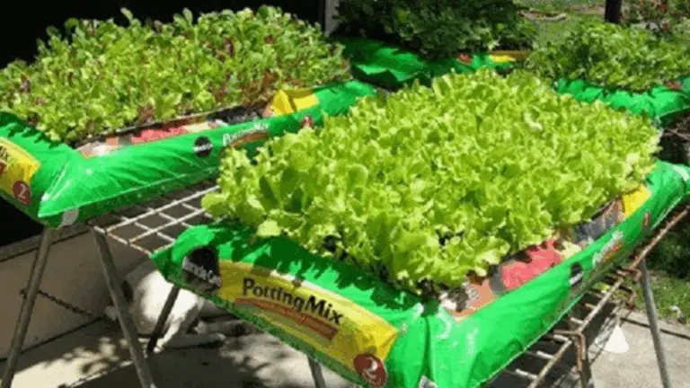 Jardinería en Bolsa: El Truco Más Listo del Año