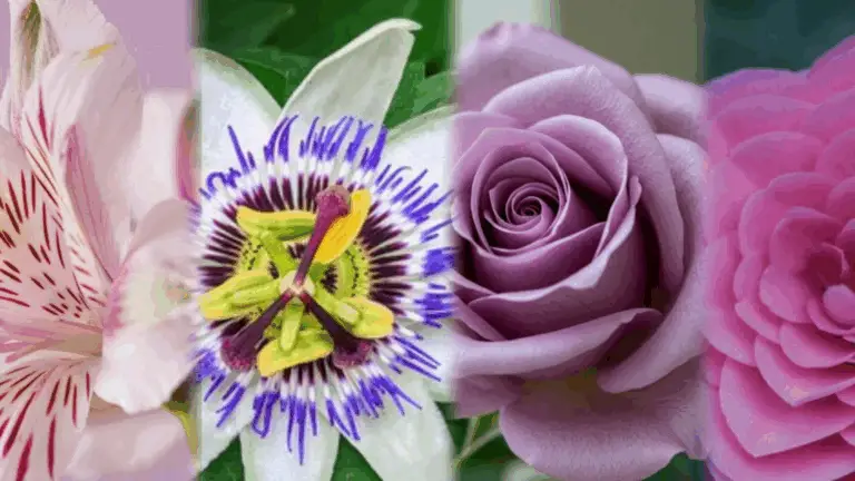 🔥Las 25 flores más conocidas: belleza, significado y uso en tu hogar🌸