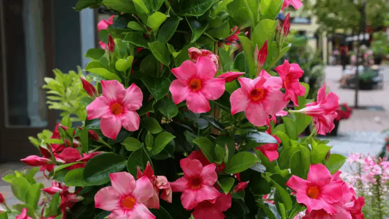 Alles Sobre la Dipladenia: Cuidados, Consejos y Trucos para tu Balcón🌸