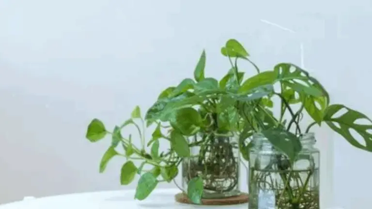 16 Plantas Que Se Multiplican Con Solo Un Esqueje: ¡Fácil, Rápido y Natural! 🌱