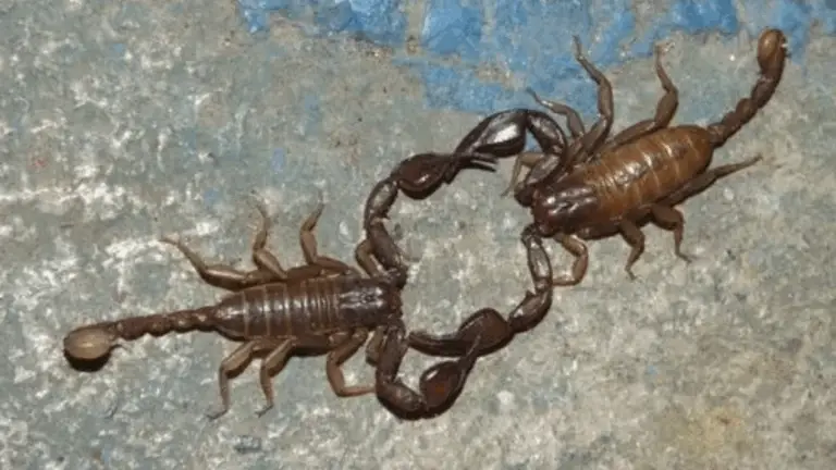Scorpions vénéneux : ¿Todos son peligrosos?