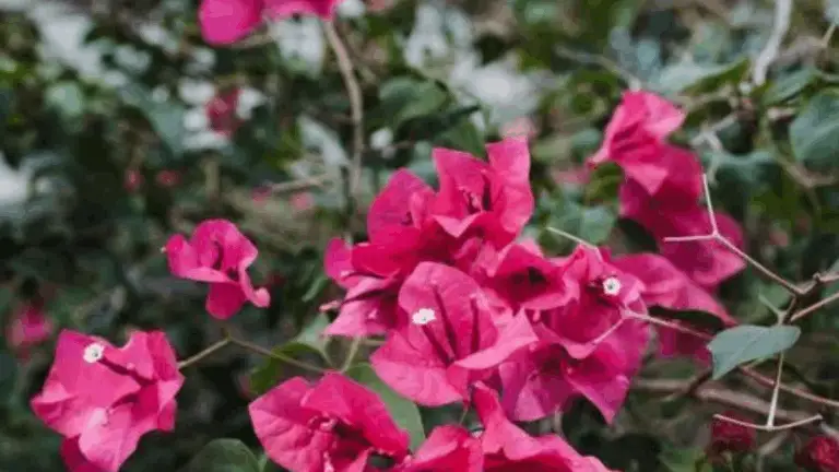 🌺 Cómo Cultivar y Escalar la Hermosa Buganvilla en Macetas: Guía Completa 🌿