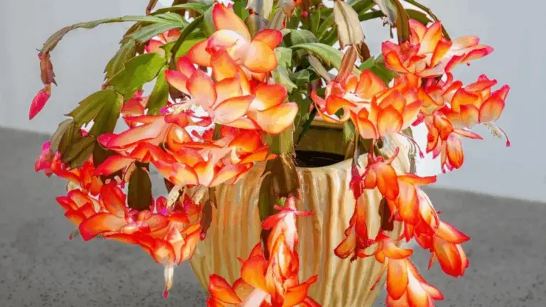 Cómo logré que mi cactus de Navidad floreciera con más de 50 flores: ¡una historia de paciencia y cuidado!