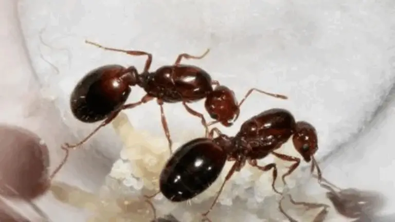 Cómo combatir las hormigas en tu jardín con métodos naturales y económicos