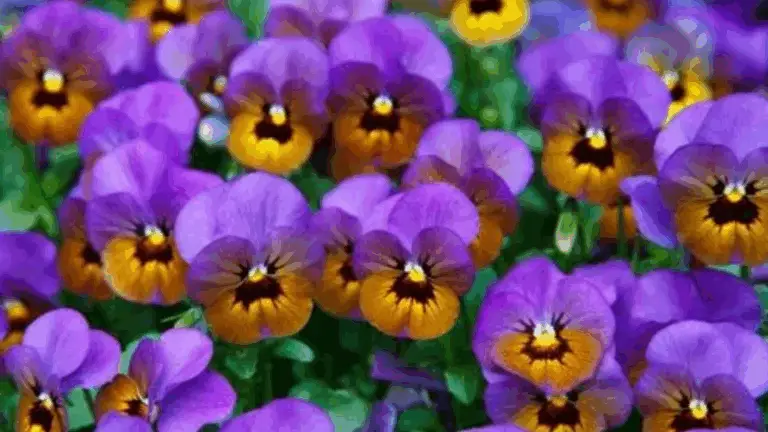 9 Plantas Auto-ensemenceuses que vuelven cada año sin esfuerzo