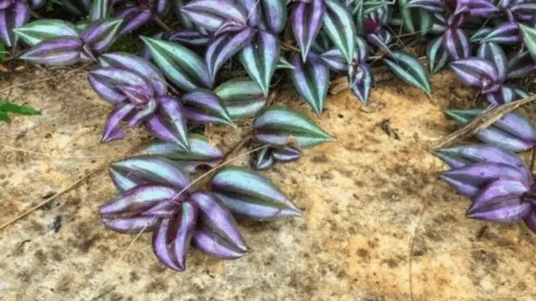 Cómo cultivar y cuidar la Tradescantia Nanouk: Guía completa para un jardín vibrante