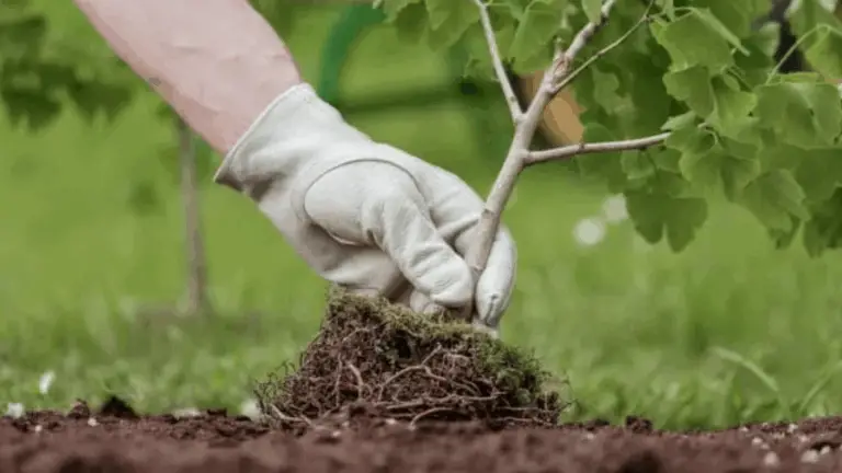 Árboles que no sobresaldrán de la acera: Guía para plantar de forma responsable y estética 🌳