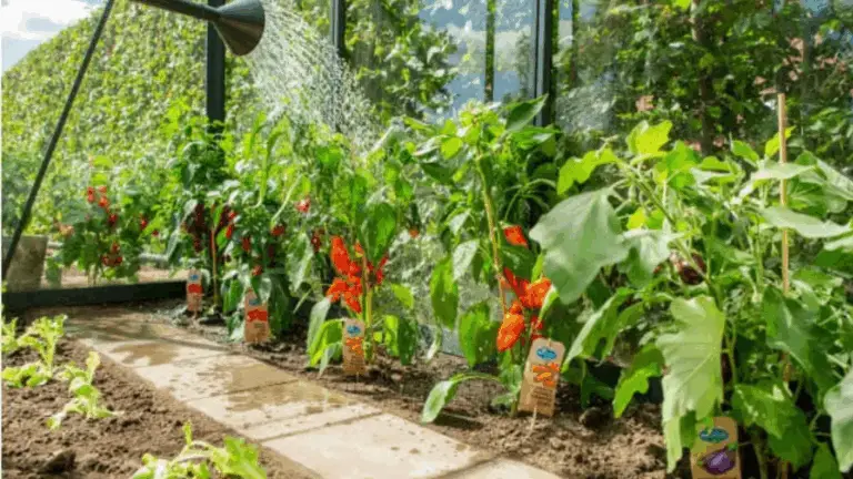 Crea un huerto en tu casa aunque esté en la sombra 🌿🥕