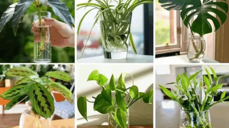 19 plantas de interior que puedes cultivar en agua 💧🌿