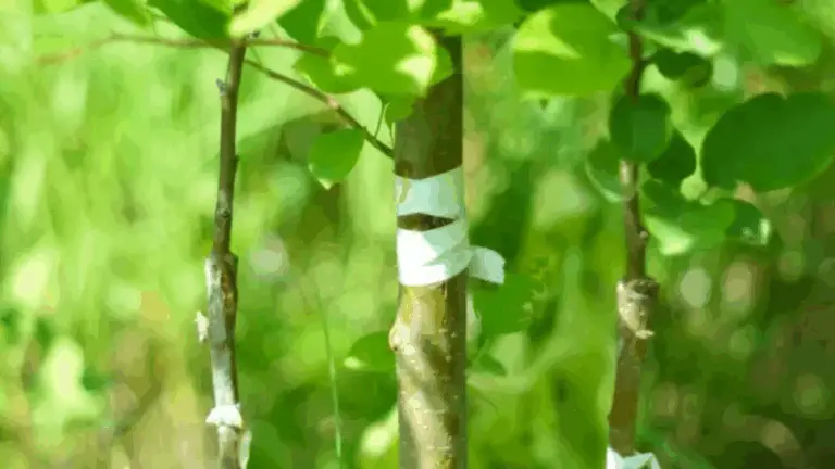 Guía fácil para injertar árboles correctamente 🌳✂️