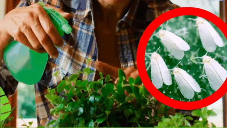 Adiós a plagas en tus plantas: el poder de los remedios naturales 🌿✨