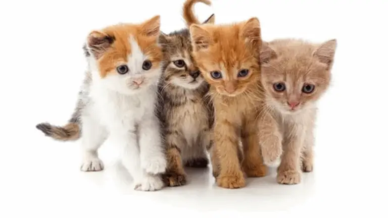 Guía de 16 razas de gatos populares y sus características únicas 🐱✨