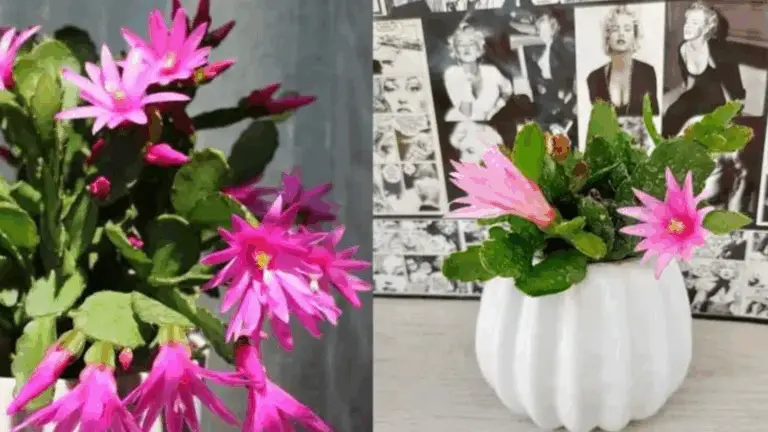El secreto del florista: un remedio mágico para que tu cactus de Navidad vuelva a la vida y florezca de nuevo