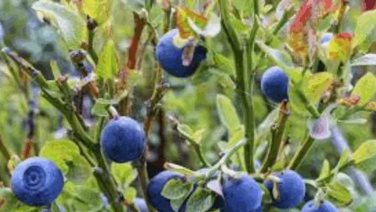 Guía completa para cultivar arándanos en tu propio jardín 🌿🫐