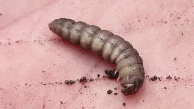 Problemas causados por vers y larvas en tus cultivos 🌱🦗