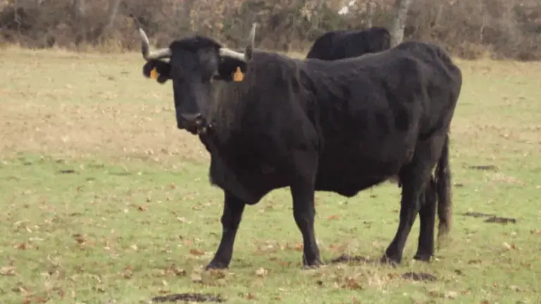Las Mejores Razas Bovina para Producción de Carne: Guía Completa para Productores y Aficionados