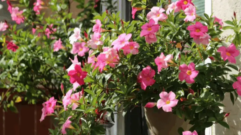 Todo lo que necesitas saber para cultivar una dipladenia en tu balcón o jardín