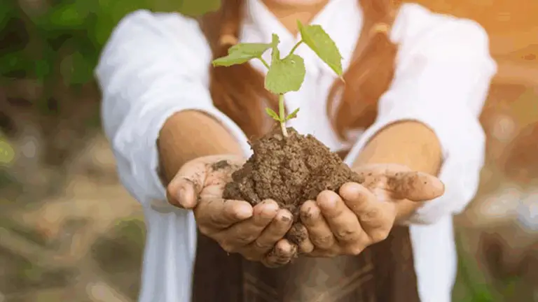  Plantear Mésquites: Una Alternativa Sostenible y Beneficiosa para Tu Hogar