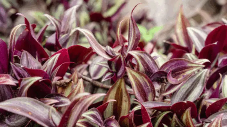 Juif Errant (Tradescantia Zebrina): Una Planta de Interior Impactante con Rayas Vibrantes