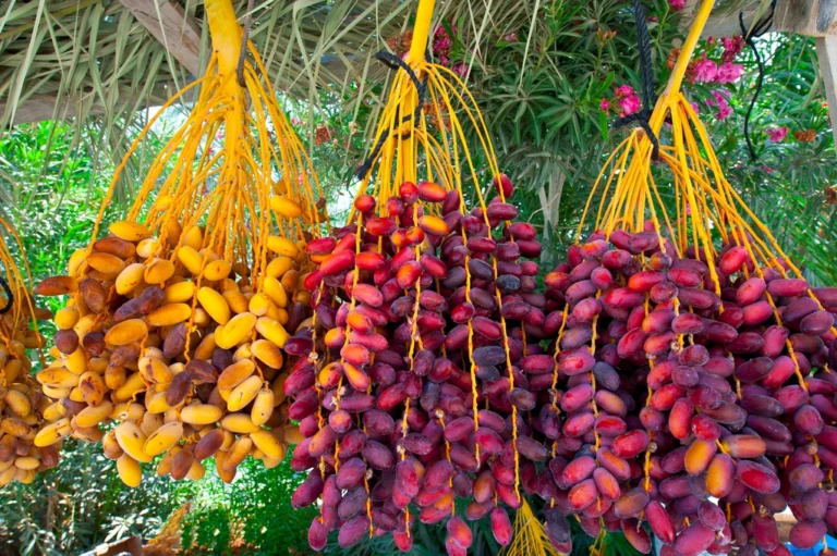 Cómo hacer crecer un palmera datilera a partir de semillas: Una guía completa 🌴