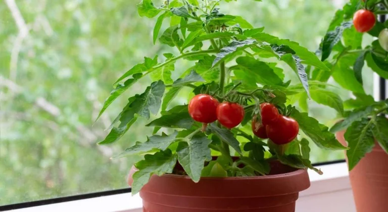Cultiva tomates gigantes con una simple papelera enterrada: el truco casero que arrasa 🍅✨