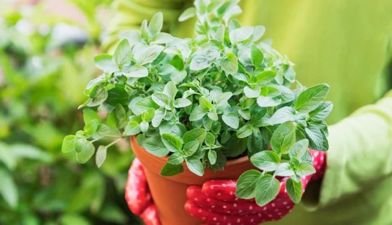 16 Verduras que Adoran la Sombra para Crear Jardines Frescos y Saludables 🥬🌿