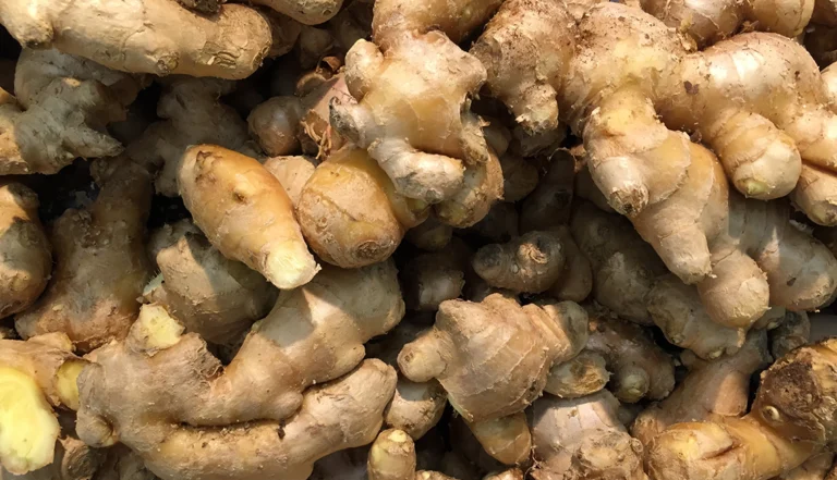 Jengibre: Mucho Más que un Condimento — Una Planta Ornamental Sorprendente para Tu Hogar