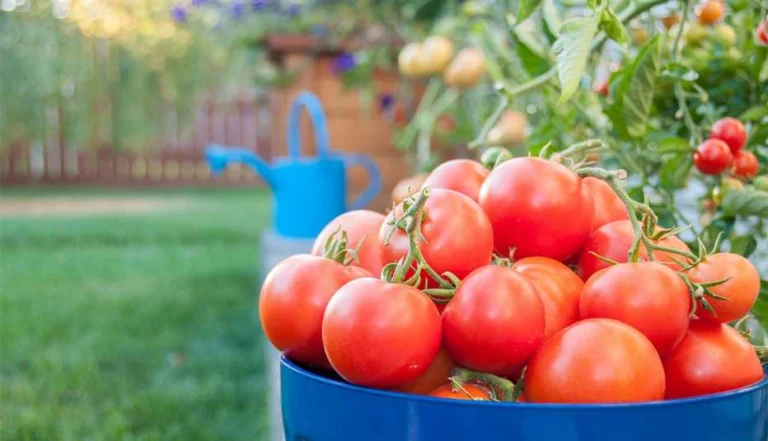 La Guía Completa para el Cultivo de Tomates: Consejos de Expertos para una Cosecha Abundante y Plantas Vigorosas 🍅🌿