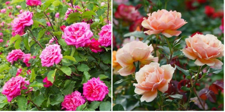 Cómo Propagar Rosales en Casa: Guía Completa y Práctica 🌹