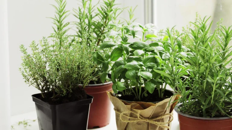 Plantas Repelentes Naturales: Tu Protección Verde contra Plagas