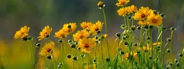 🌼 ¡Plántalas una vez y disfrútalas por años! 9 plantas perennes fáciles para ahorrar tiempo en tu jardín 🐝🌸