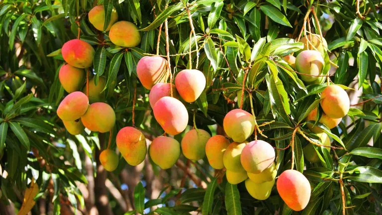 El Árbol de Mango Enano: Cultiva Mangos Frescos Todo el Año en Casa 🌳🥭