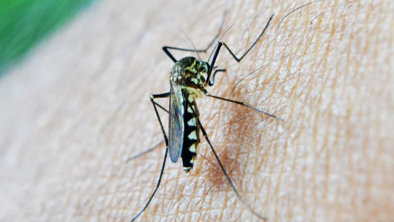 Cómo Hacer una Trampa Casera para Mosquitos que Realmente Funciona 🦟✨