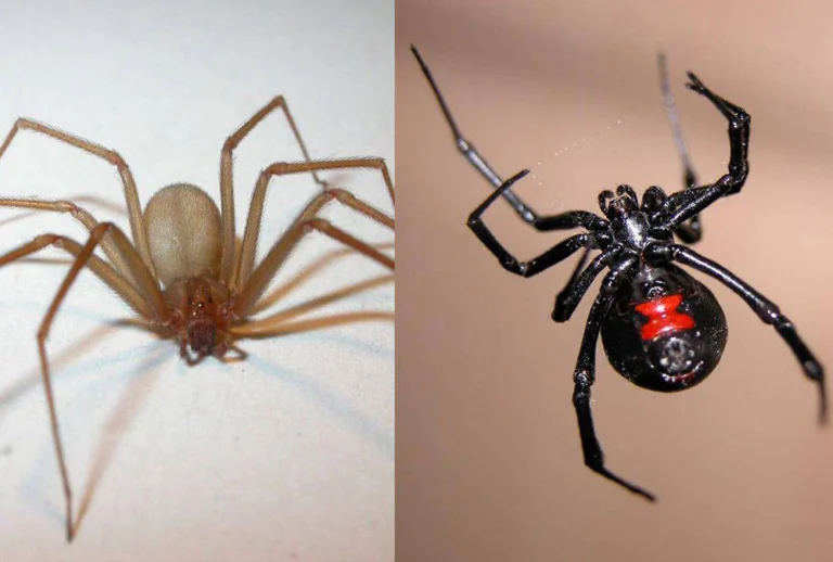 🕷️ 10 tipos de arañas domésticas: cómo reconocerlas, por qué son útiles y cómo convivir con ellas