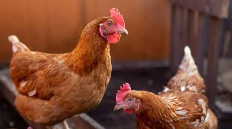 Cómo Criar 200 Pollos de Engorde de Forma Eficiente y Sin Errores 🐔🐣