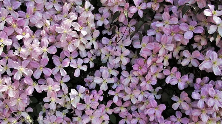 La Clemátide: La Planta Perfecta para Transformar Tu Espacio Exterior 🌿🌸