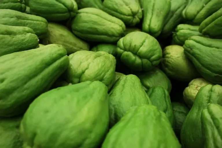 Chayote: Un Tesoro Nutricional que Deberías Incluir en Tu Dieta Diaria ✨🌿