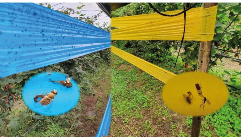 Los Trampas Cromáticas: Un Método Eficaz y Ecológico para el Control de Insectos 🌱🦗