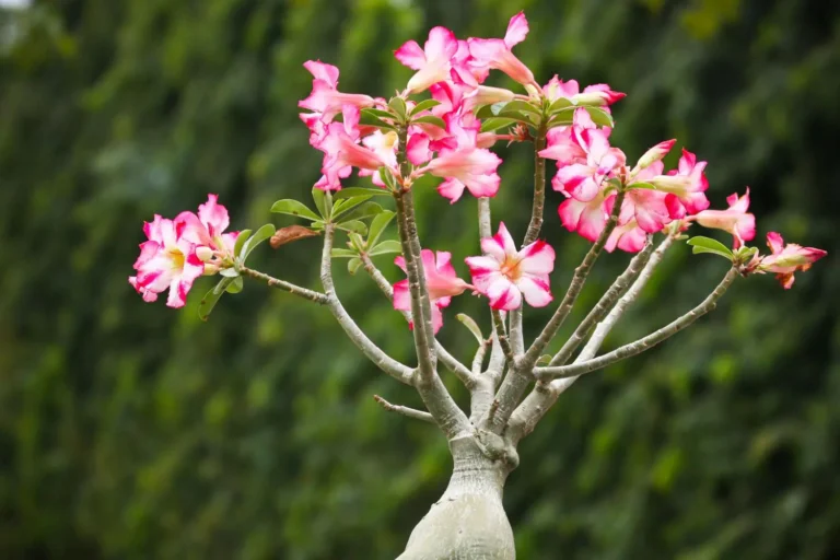 🌿 Rosa del desierto (Adenium obesum): Una Planta Exótica para Embellecer tu Hogar y Jardín