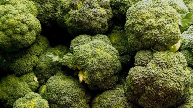 El Brocoli: Un Producto de la Agricultura Humana que Transforma la Cocina y la Salud