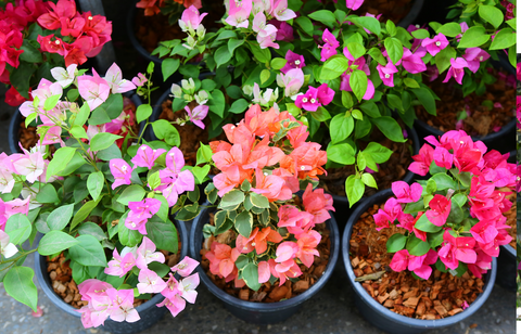 Bugambilias: secretos, cuidados y beneficios de esta planta que llena de color tu jardín 🌺