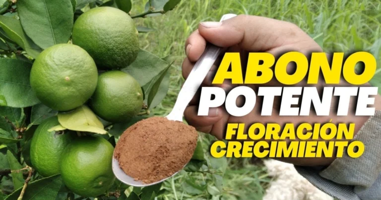 ¡Cosecha Abundante de Limones con Este Abono Natural y Casero!